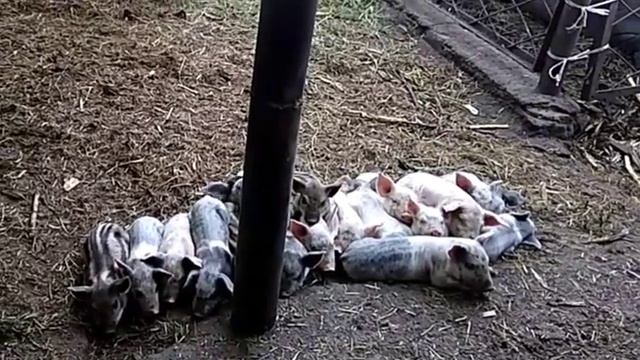 Подращиваем поросят от рождения до продажи. Летний вариант.