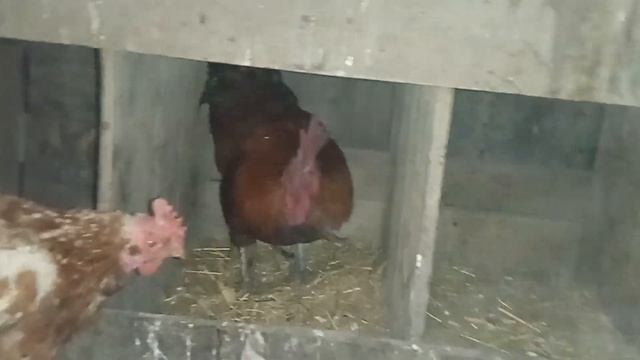 Петухи идут на помощь курам)))