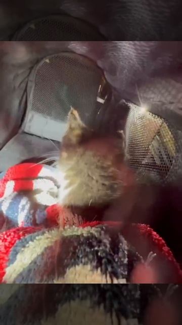 🐈Котенок провалился в теплотрассу на улице Краснодонская - его спасли🐈 смотреть онлайн