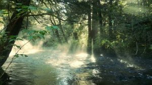 Лесной ручей.