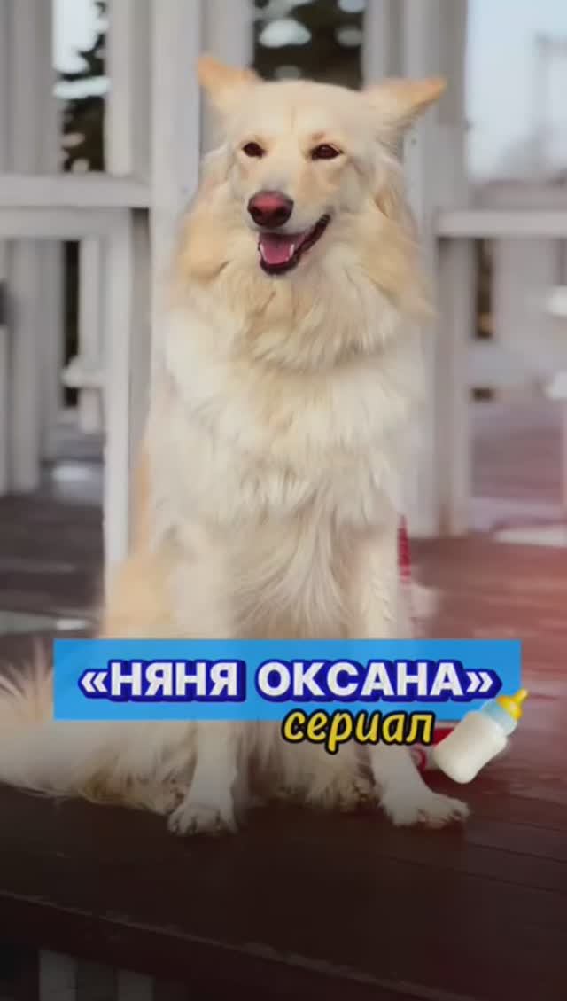 Рубрика «КиноЛунь» 😂 #сериал #кинообзор #развлечения #собака #животные