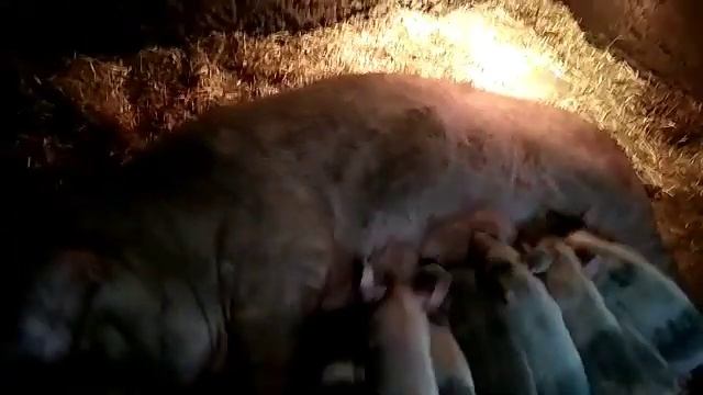 Наши поросята сосуны.