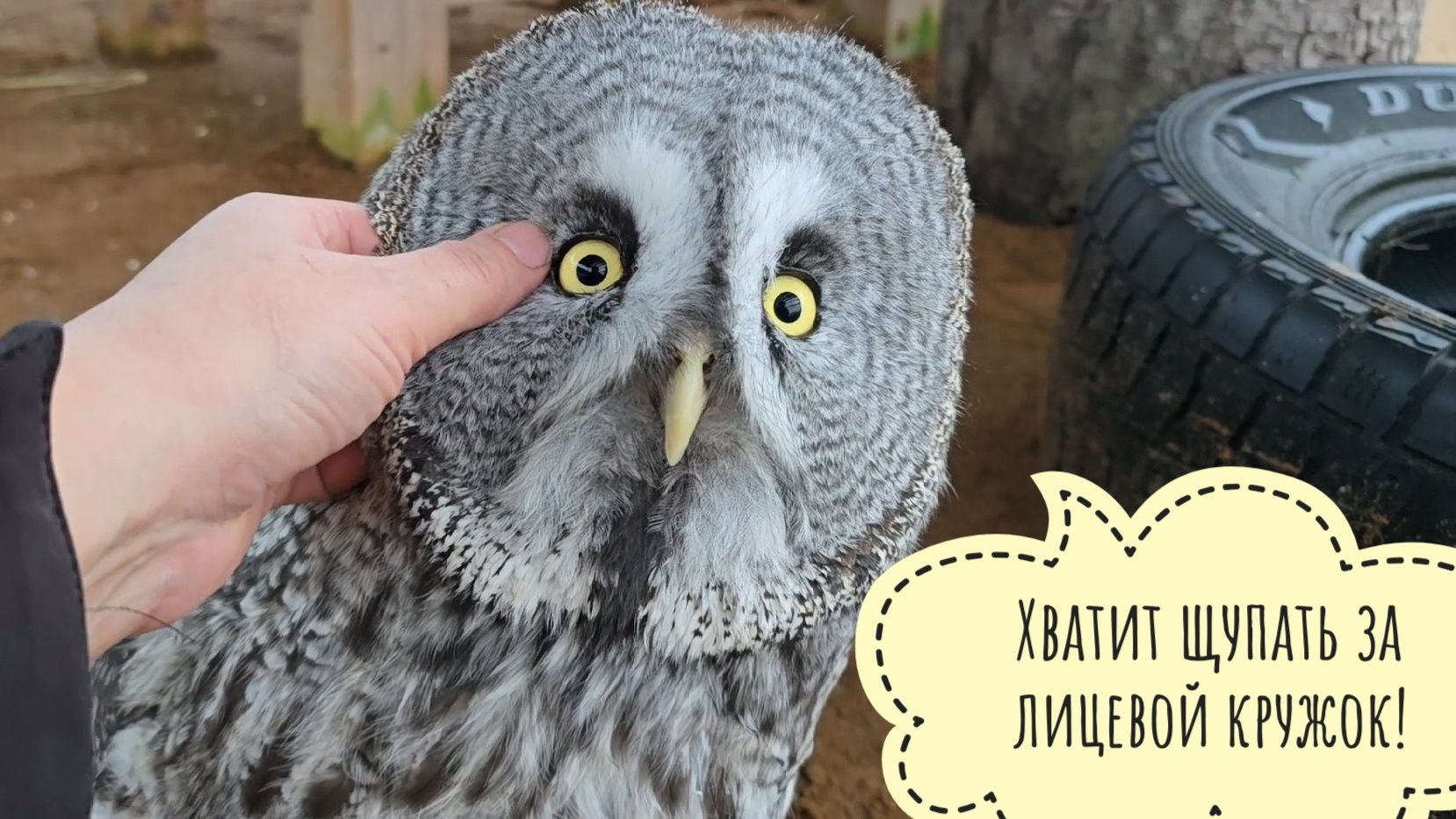 Как сова неясыть Кофи провёл первую ночь в новом вольере. Очень волнительно! смотреть онлайн