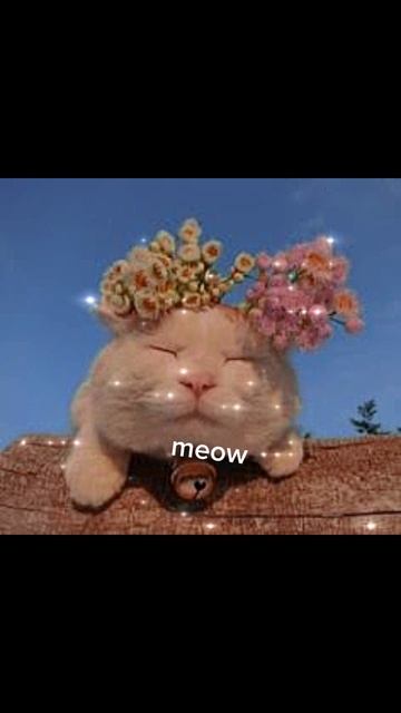 meowmeow😜❤#shorts смотреть онлайн