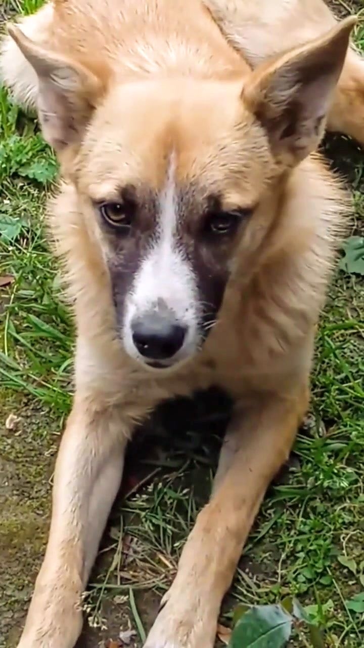 Вот так "поохотился'! 😻🤣 смотреть онлайн