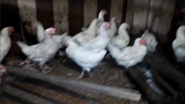 Купил кур несушек после птицефабрики. Часть 1.