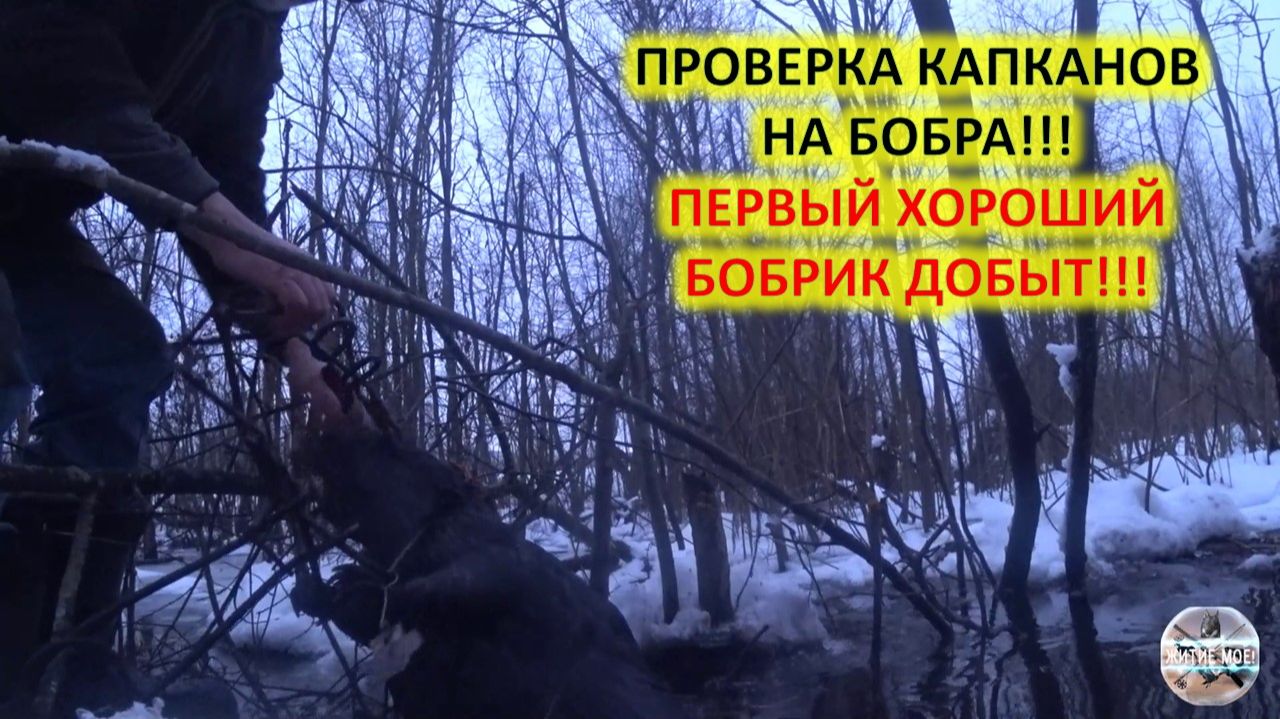 Попал хороший бобрик. Охота на бобра с капканами. Проверка капканов на бобра смотреть онлайн
