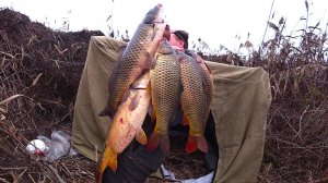 ШАЛАШ В КАМЫШАХ, ДИКИЙ КАРП В РУКАХ - РЫБАЛКА-МЕЧТА! ЧАСТЬ 2. ДИКИЙ ЖОР САЗАНА