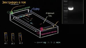 Электрофорез ДНК в агарозном геле