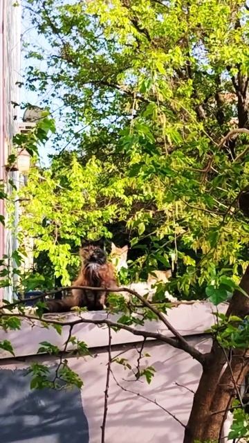 котики на отдыхе #пушистыедрузья #cat #catvideo#добрыйкот #котики #кот #весна.mp4