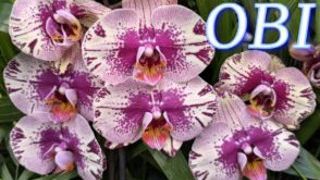 №1150/ СВЕЖИЕ красавицы ОРХИДЕИ в OBI смотреть онлайн