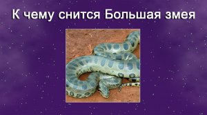 К чему снится Большая змея (Сонник)