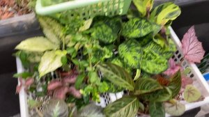 ВЫСТАВКА ЦВЕТОВ | МОСКВА | Любовь Еременко