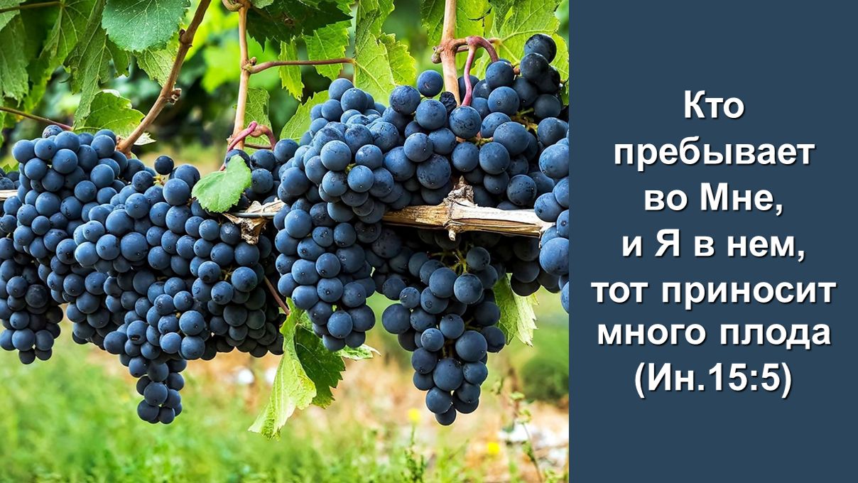 Кто пребывает во Мне, и Я в нем, тот приносит много плода (Ин.15:5) Служение церквей ЕврАзии
