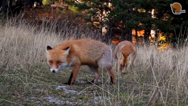 «Конфликтные лисички» в объективе Юлии Балахтиновой. ГПЗ «Ялтинский горно-лесной». смотреть онлайн