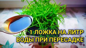 КОМНАТНЫЕ РАСТЕНИЯ НЕ ВЯНУТ И НЕ ЖЕЛТЕЮТ ПОСЛЕ ПЕРЕСАДКИ - ВОТ ЧТО НУЖНО ДОБАВИТЬ В ГРУНТ🌺