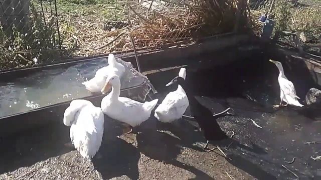 Меняем воду в бассейне у уток, показываю устройство бассейна.