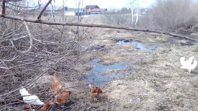 Куры молодки хайсекс браун и хайсекс уайт.