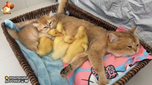 Утята и Цыплята - Кошки и котята, Собаки и щенята (322) Хвостики да Усики ❣️