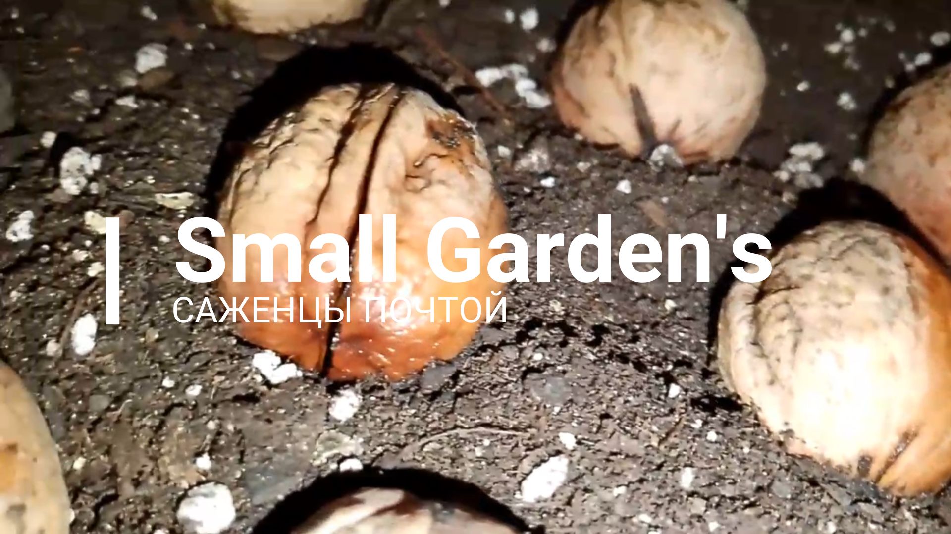 Проращивание семян грецкого ореха Идеал от Маленькие сады