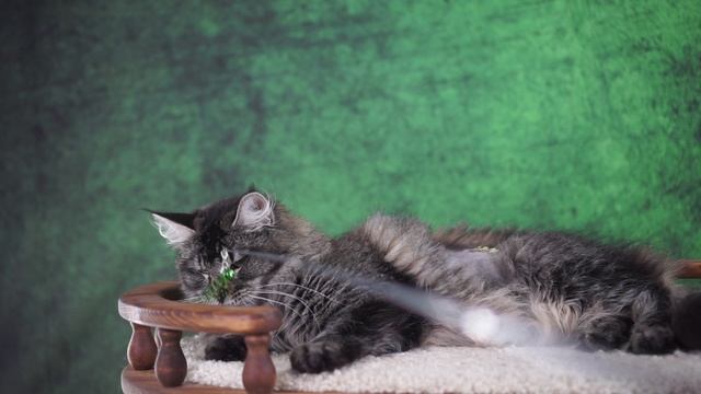 Сантана смотреть онлайн