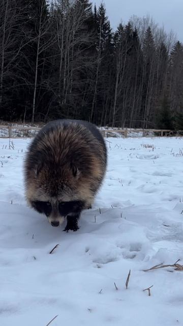 Первый снег в жизни енотовидной собаки!