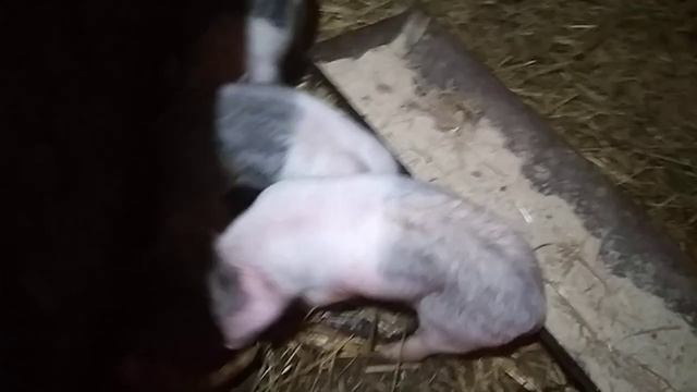 Наши поросята. Отъем, кормление после отъема.