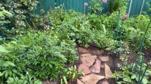 Сад 9 мая 25г, пионы зацветают и все в бутонах...