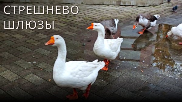 Заброшенный вокзал, обновленная усадьба, бобровая хатка и севший телефон - Покровское-Стрешнево