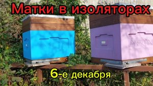 Матки в изоляторах, 6 декабря.