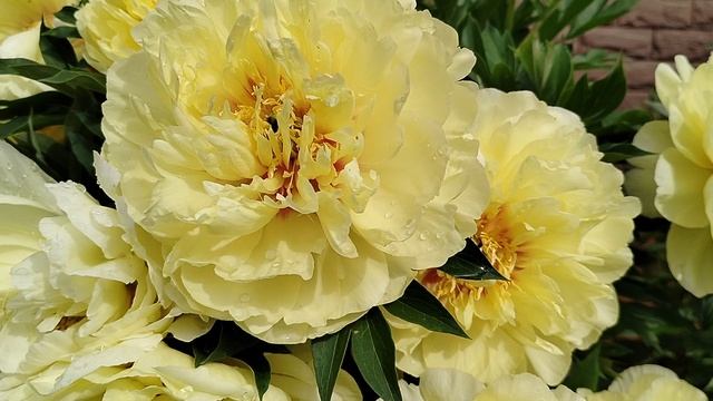 Пион Бартзелла после грозы 2025 смотреть онлайн