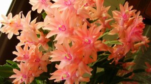 ОБИЛЬНОЕ ЦВЕТЕНИЕ ШЛЮМБЕРГЕРЫ. ЧЕМ ПОДКАРМЛИВАЮ