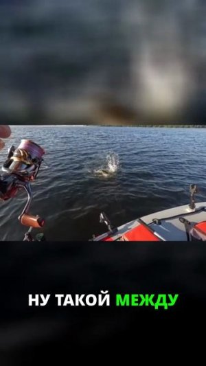 Поймал! Судак-крепыш, но это не сом!