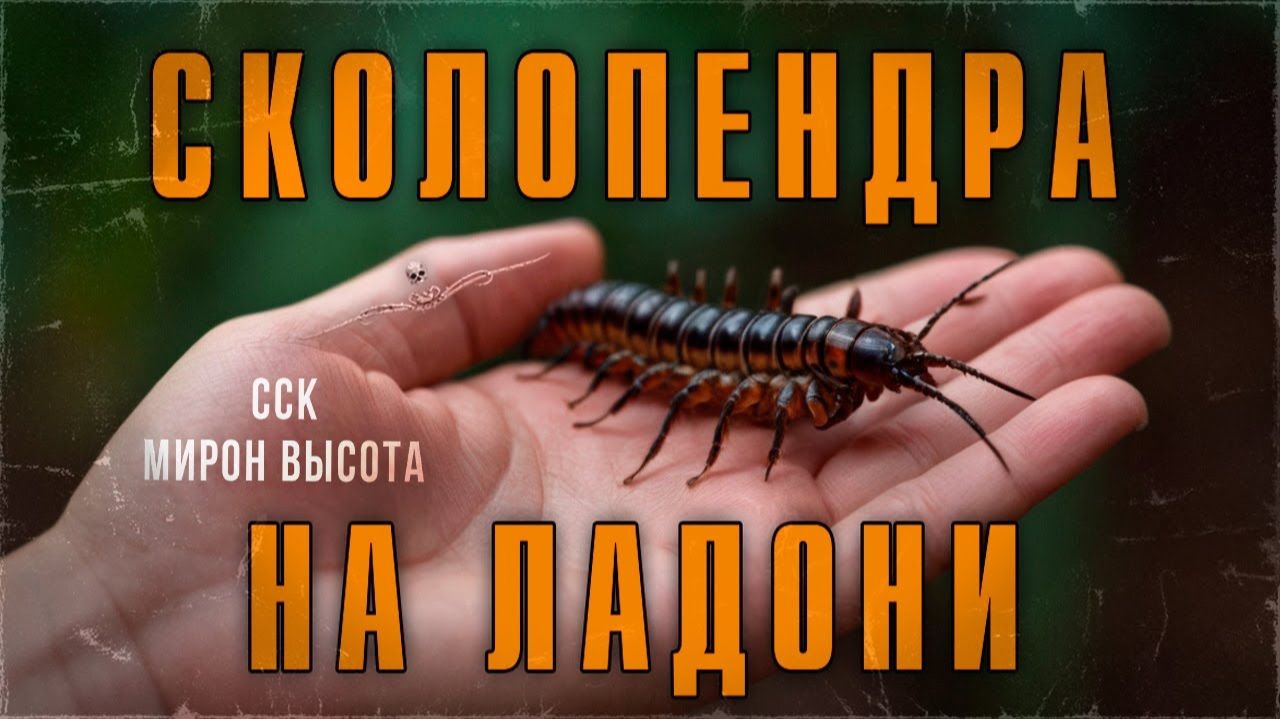 ССК | Переезд в Америку это кошмар. СКОЛОПЕНДРА НА ЛАДОНИ смотреть онлайн