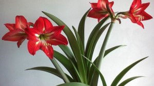 Домашние Цветы Лилия. Пересадка и Уход за Ним