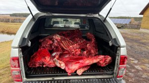 Загонная охота 2025. К добыче 2 лося и косуля