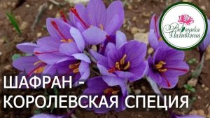 Шафран - королевская специя. С рецептами