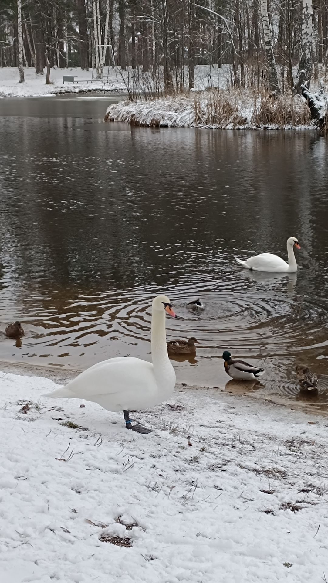 12 🦢🦢декабря 🌊 смотреть онлайн