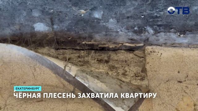 Половина квартиры оказались под слоем плесени смотреть онлайн