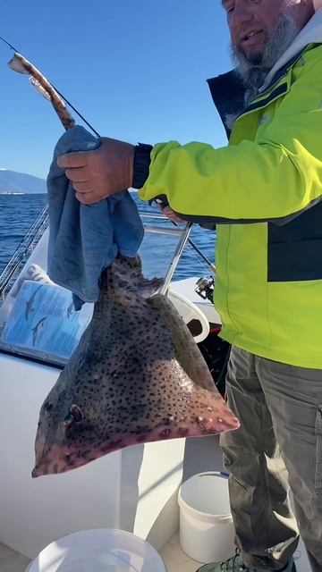 Поймал ската на 5 кг. смотреть онлайн