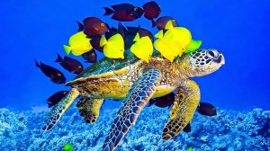 🌊 Океан и удивительные морские обитатели, которые его населяют