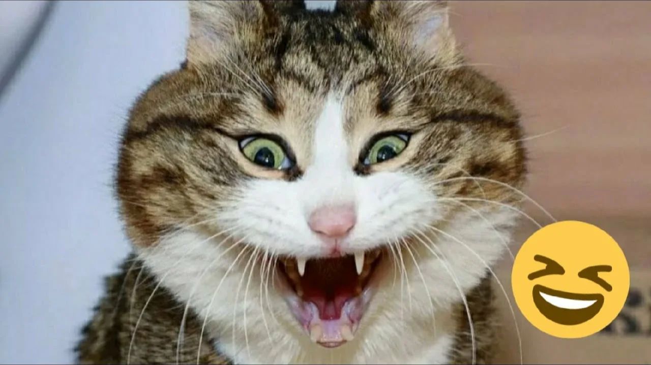 СМЕШНО ДО СЛЕЗ 😹😍 СМЕШНЫЕ КОТЫ, ЛУЧШИЕ ПРИКОЛЫ С КОТАМИ, СОБАКАМИ КОШКИ,СОБАКИ , ЖИВОТНЫЕ 🥰 смотреть онлайн