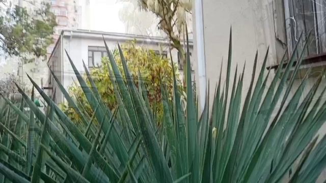 ГАГРА В ДЕКАБРЕ смотреть онлайн