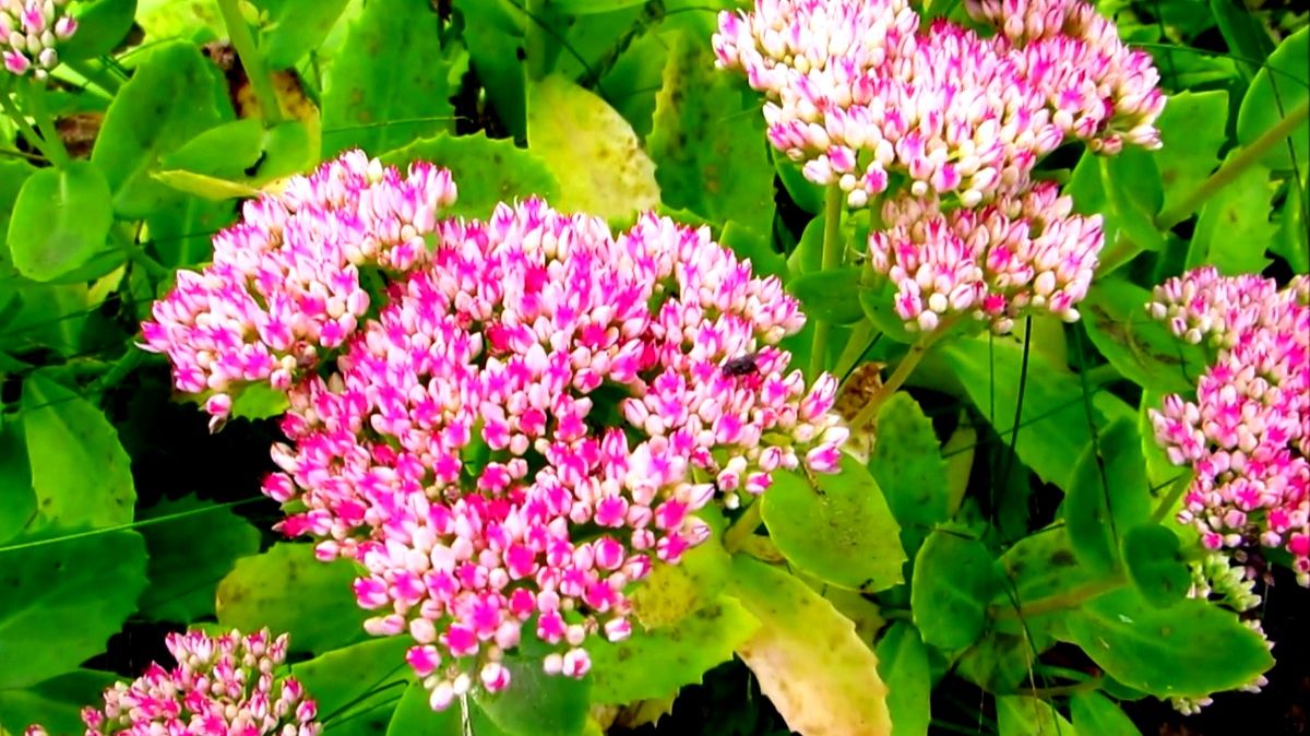 Очиток на клумбе смотреть онлайн