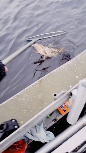 Рыбалка на р.Свирь