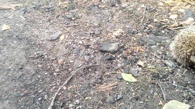 Ёжик на работе, наверное лечиться пришел)))