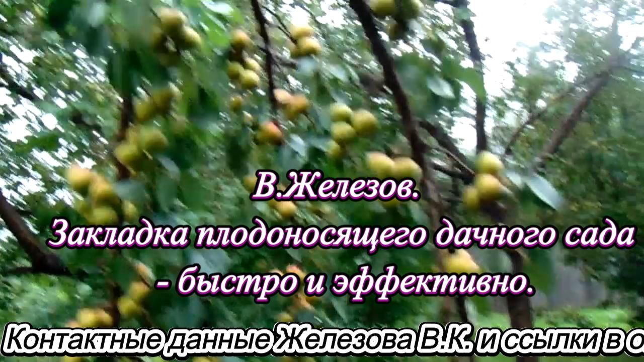В.Железов. Закладка плодоносящего дачного сада - быстро и эффективно. смотреть онлайн