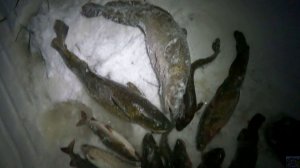 Зимняя рыбалка на Печоре \ Третья  проверка \ Улов ещё лучше \ 04.12.25