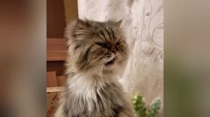 Кот очень смешно чихает