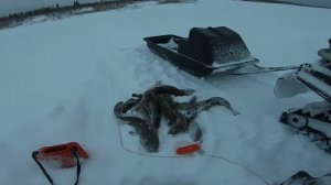 Рыбалка на реке Енисей. Отличный улов.